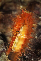   Thorny seahorse  